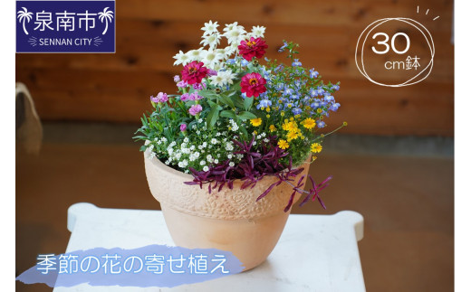 季節の花の寄せ植え 30㎝【005D-007】 215519 - 大阪府泉南市
