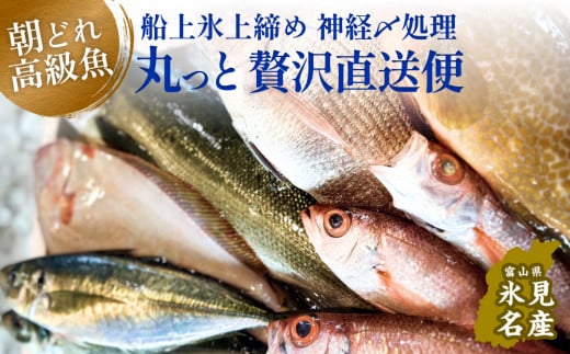 氷見港朝獲れ高級魚！丸っと贅沢直送便！　船上氷上締め　神経〆処理 富山 氷見 直送 詰め合わせ 鮮魚ボックス