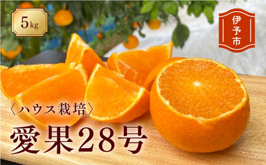 みかん 愛媛 愛果28号（ハウス栽培）５kg 家庭用 サイズミックス 人気