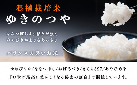 定期便 12カ月】北斗米ゆきのつや10kg お米 こめ 精米 白米 ごはん