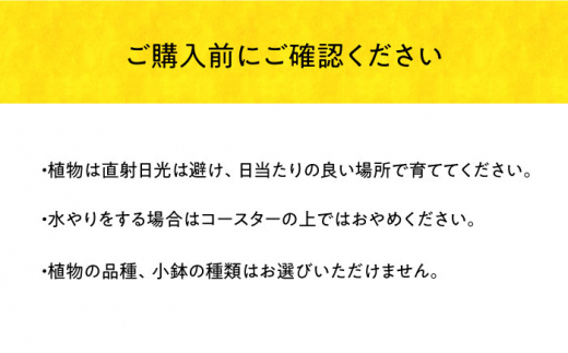 多肉小鉢とオリーブウッドコースター2個セット 長与町/アグリューム [EAI094]|株式会社アグリューム