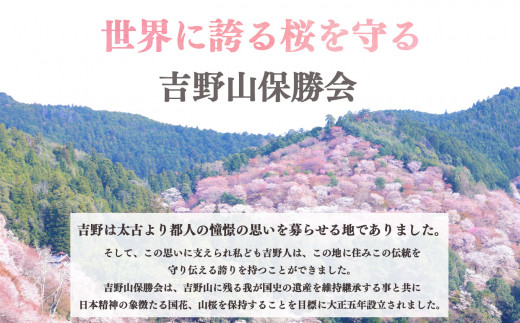 吉野山の桜の苗木 1本（一年生） - 奈良県吉野町｜ふるさとチョイス