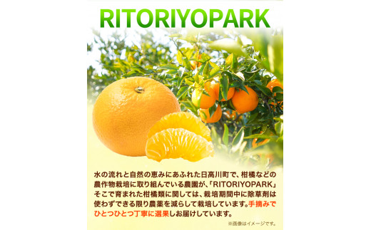 はっさく 6個 合計 約 2kg RITORIYOPARK 《2024年1月上旬‐4月下旬頃出荷》 和歌山県 日高川町 八朔 はっさく 6個 2キロ  柑橘 果物 フルーツ 送料無料