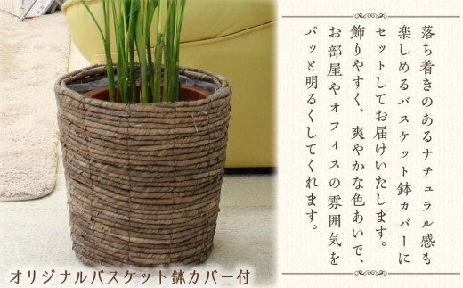 観葉植物アレカヤシ 8号 ブラウンバスケット鉢カバー 土の表面