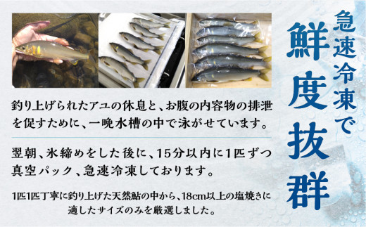 白川村産 飛騨庄川の天然鮎 18尾 18cm以上 900g以上 鮎 天然 あゆ 魚 岐阜県 白川郷 世界遺産 塩焼き BBQ 30000円 [S512]