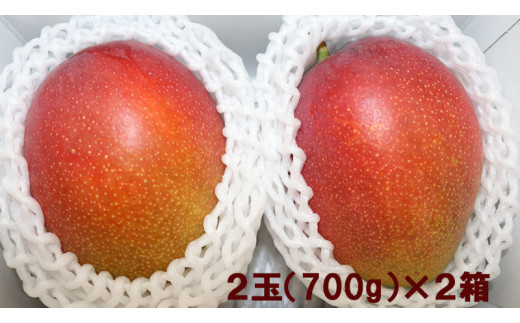 今帰仁マンゴーA級　700g×2箱【先行予約】【2024年6月～8月頃発送】生産者直送