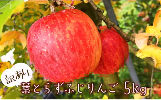【 先行予約 】訳あり 葉とらずふじりんご5kg サンふじ リンゴ 林檎 フジ 家庭用 1034320 - 岩手県一関市