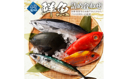 おまかせ！季節の鮮魚 お楽しみセット（アクアマリンコース）天然魚