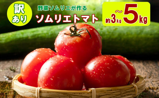 訳あり ソムリエトマト 約3kg～5kg | 野菜 やさい トマト とまと 銀賞 熊本県 玉名市 1051647 - 熊本県玉名市