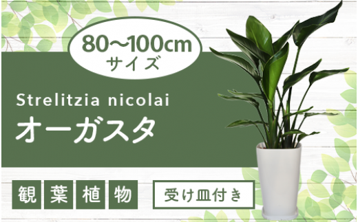[観葉植物]オーガスタ80cm〜100cm(緑の中道/024-096) 観葉植物 植物 鉢付 インテリア 室内 オフィス おしゃれ プレゼント ギフト 開店祝い 移転祝い マイナスイオン