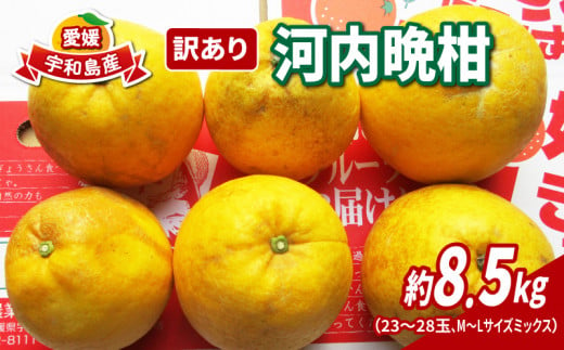 訳あり 河内晩柑 8.5kg 23～28玉 サイズ ミックス 不揃い 玉津みかん ニュービジネスユニット 先行予約 晩柑 和製 グレープフルーツ 果物 フルーツ 柑橘 みかん 蜜柑 愛媛みかん 愛媛ミカン 愛媛蜜柑 産地直送 農家直送 産地直送 数量限定 国産 愛媛 宇和島 B012-058010 1278493 - 愛媛県宇和島市