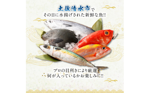 おまかせ！季節の鮮魚 お楽しみセット（琥珀コース）天然魚 食べ比べ 魚介類 海鮮料理【R00637】 - 高知県土佐清水市｜ふるさとチョイス -  ふるさと納税サイト