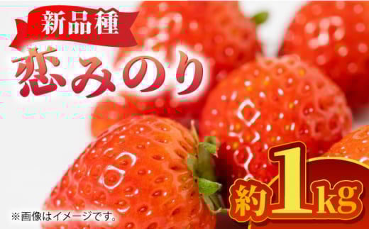 【先行予約】恋みのり 約1kg【くまふる】いちご 苺 イチゴ 冷蔵 くまもと 熊本 熊本県 特産品  [ZBG062]