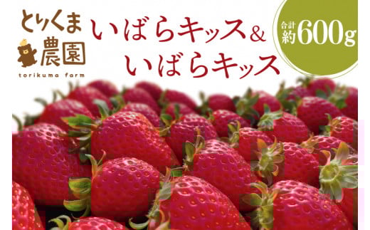 【2025年1月下旬発送開始】 完熟『いばらキッス』 約600g(約300g x 2パック)【いちご 苺 イチゴ フルーツ 果物 くだもの とりくま農園 茨城県 水戸市 20000円以内 2万円以内】（GN-5） 1045708 - 茨城県水戸市