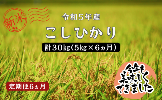 150260【令和5年新米／お米定期便／6ヵ月】しまね川本 こしひかり 5kg