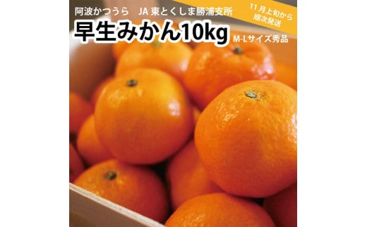 JA東とくしま 勝浦早生みかん 10kg M-Lサイズ 秀品 1045473 - 徳島県勝浦町