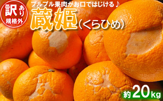 【訳あり・規格外品】今村農園の「蔵姫くらひめ（紅甘夏） 約20kg」 先行予約 20kg 2024年 3月発送 4月発送 5月発送 わけあり 柑橘類 フルーツ ＜107-029_5＞ 649059 - 大分県杵築市