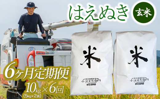 6回定期便】令和5年産 山形県庄内産 小池半左衛門のお米 はえぬき 玄米