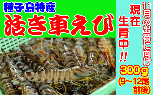 鹿児島県西之表市のふるさと納税 | 商品一覧 | セゾンのふるさと納税