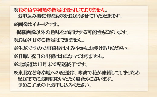 草場農園 洋ラン シンビジウム （3本立て） 直立タイプ ～日常に彩りを