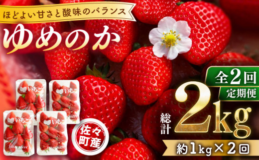 【先行予約・全2回定期便・3,4月発送】佐々町産 いちご 「ゆめのか」約1.0kg （250g×4パック）/回 （総量計2.0kg）【市丸農園 いちご研究室】 [QBF002] 1048168 - 長崎県佐々町