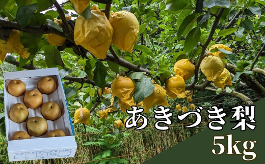 【数量限定】新高梨 5kg箱  大分県 宇佐市産 フルーツ