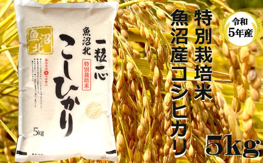 r05-10-6G 【令和5年産】特別栽培米 魚沼産コシヒカリ 5kg（(有