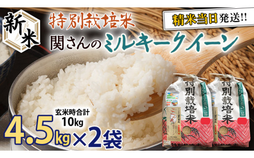 特別栽培米 》 令和5年産 精米日出荷 関さんの「 ミルキークイーン
