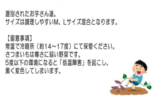 No.413 紅はるか20kg ／ お芋 甘い さつまいも 茨城県 - 茨城県坂東市