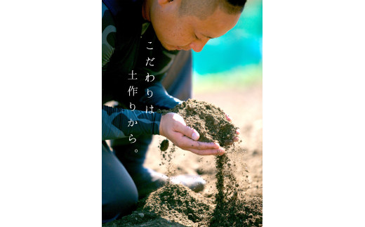 愛媛県八幡浜市のふるさと納税 C33-31.コウ果樹園の「せとか」3.5kg【家庭用】