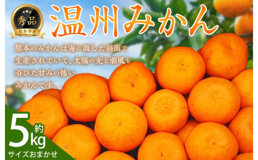 【2023年9月上旬発送開始】温州みかん 秀品約5kg サイズおまかせ 1049494 - 熊本県熊本市