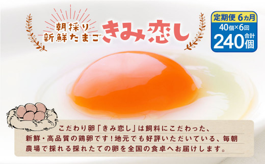 6ヶ月定期便】きみ恋し 箱入り 40個×6ヶ月 240個 卵 タマゴ たまご