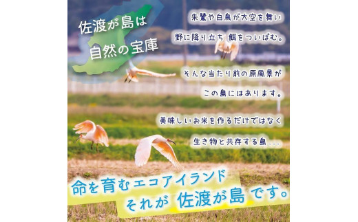 【新米・先行予約】【6か月定期便】 佐渡島産 ミルキークイーン 無洗米5Kg 特別栽培米