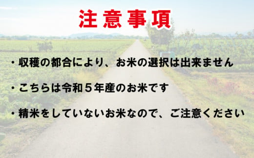 こしひかり ひのひかり 新米 玄米 10kg ブランド米 糖質制限 令和5年産