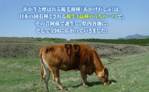 熊本県産 あか牛 すき焼き用 肩ロース 500g 熊本 赤牛 褐牛 あかうし 褐毛和種 肥後 冷凍 国産  牛肉【熊本県畜産農業協同組合】[YAD011] 16000 16,000 16000円 16,000円|熊本県畜産農業協同組合