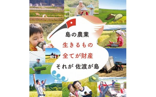 【新米・先行予約】【6か月定期便】 佐渡島産 ミルキークイーン 無洗米5Kg 特別栽培米