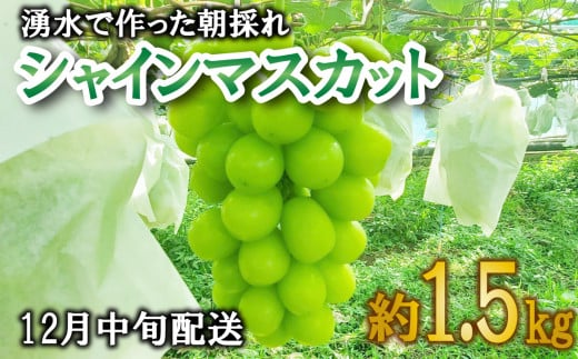 【価格改定予定】【2023年12月中旬発送】シャインマスカット 約1.5kg 1房 ～ 2房 朝採り 産地直送 数量限定 1064055 - 静岡県沼津市