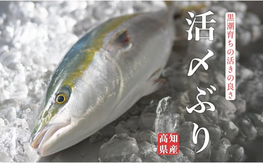 脂のり抜群！養殖ブリ活〆1本　5kg台 1051607 - 高知県大月町