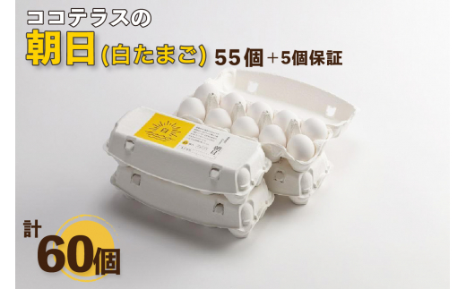 ココテラスの朝日（白たまご）55個 + 5個保証（計60個） - 愛知県常滑