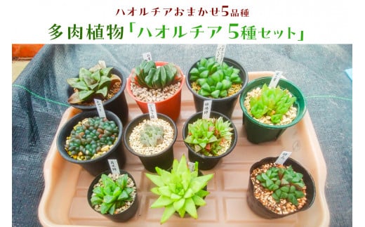 多肉植物「ハオルチア 5種セット」 mi0034-0003 - 千葉県南房総市
