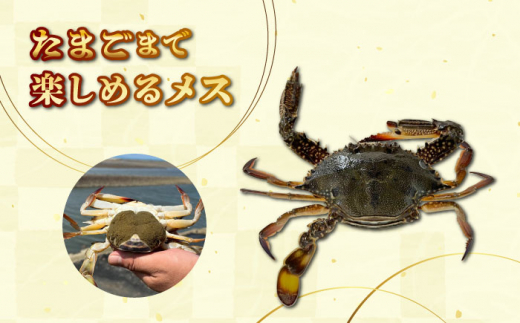 30セット限定！予約受付】豊前海産 タイワンガザミ 1kg (4～7杯前後