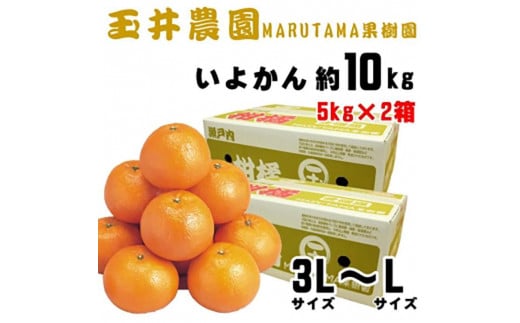 【先行予約】【2025年2月上旬頃発送】玉井農園のいよかん 10kg（3L～Lサイズ） みかん 柑橘 いよかん フルーツ