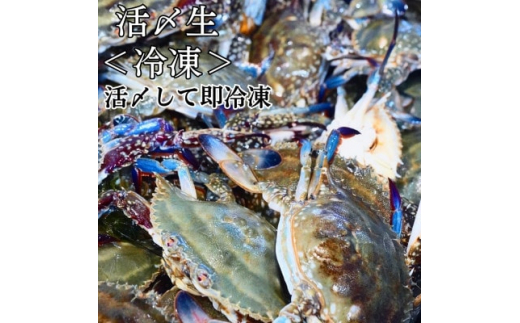 活〆 生 ワタリガニ (大) 1kg 3～5杯 冷凍 特製 三杯酢付き セット 期間限定 海鮮 魚貝 魚介 新鮮 渡り蟹 カニ 蟹 天然 まるは本館  人気 おすすめ 愛知県 南知多町|まるは本館