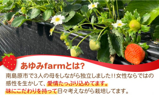 【2024年1月〜発送】南島原産 いちご 『恋みのり』約260g×4パック / フルーツ 果物 イチゴ / 南島原市 / あゆみfarm  [SFF001] - 長崎県南島原市｜ふるさとチョイス - ふるさと納税サイト