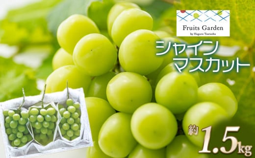 【令和6年産先行予約】 シャインマスカット 約1.5kg以上（3房）山形県鶴岡市 フルーツガーデン 1052622 - 山形県鶴岡市