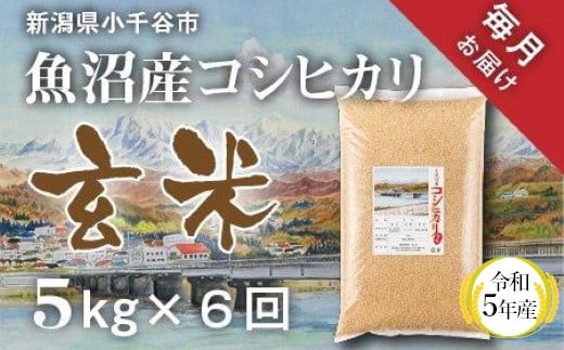 令和５年 小江戸 コシヒカリ 玄米 30kg 埼玉県産 - 米、雑穀、粉類