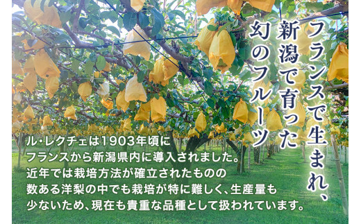 新潟県加茂市のふるさと納税 【2024年先行予約】新潟特産 幻の洋梨ル・レクチェ 家庭用 3kg（7〜9玉）《11月下旬から出荷》ルレクチェ 西洋梨 新潟県 新潟産 果物 フルーツ 冬の味覚 産地直送加茂市 青柳果樹園