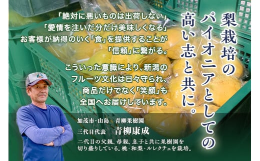 新潟県加茂市のふるさと納税 【2024年先行予約】新潟特産 幻の洋梨ル・レクチェ 家庭用 3kg（7〜9玉）《11月下旬から出荷》ルレクチェ 西洋梨 新潟県 新潟産 果物 フルーツ 冬の味覚 産地直送加茂市 青柳果樹園