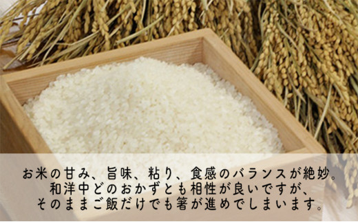 【10月以降価格改定予定】【先行予約】令和5年産 福井県若狭町コシヒカリ（一等米）10kg（山心ファーム） [№5580-0496]|合同会社  山心ファーム