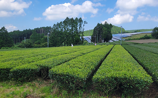 伊万里紅茶の茶畑